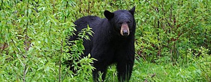 Black bear Black bear