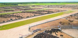 Certified Angus Beef in Russia