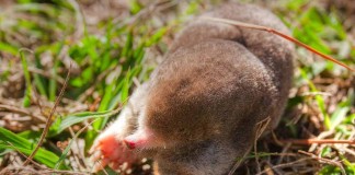 Eastern mole