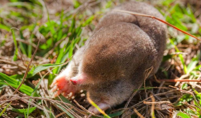 Eastern mole Eastern mole