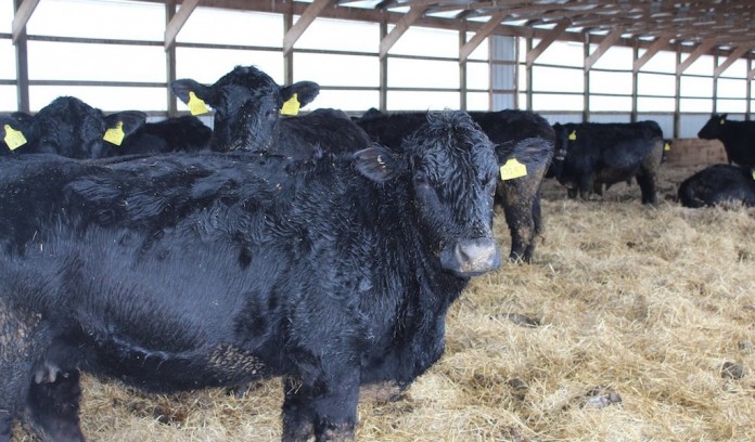 Prison-cow-barn1 Beef cattle at prison farm.