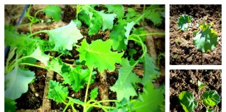 vegetable transplant collage