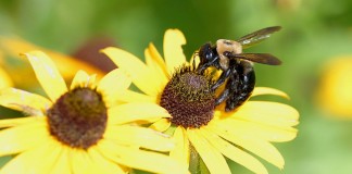bee on flower