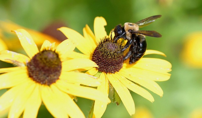 bee on flower bee on flower