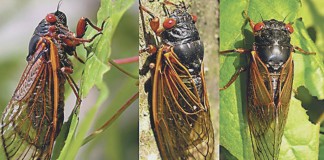 Brood V cicadas will emerge in May in parts of Ohio, West Virginia and Pennsylvania.