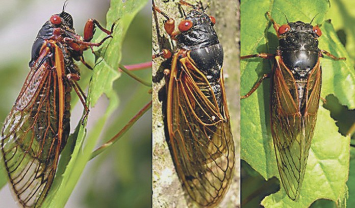 cicadas.3 Brood V cicadas will emerge in May in parts of Ohio, West Virginia and Pennsylvania.