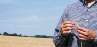 farmer in wheat field