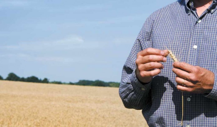 farmer in wheat field farmer in wheat field