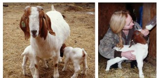 weaning goats; kids with mother