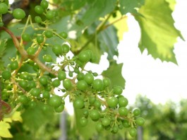 grapes on vine