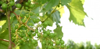 grapes on vine