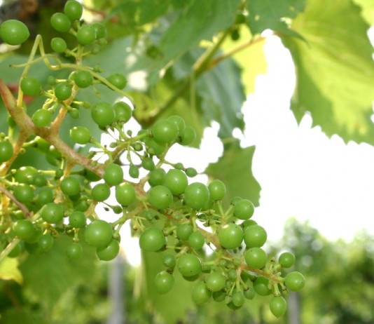 grapes on vine