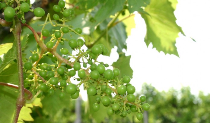 grapes on vine grapes on vine