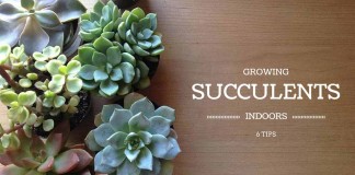 succulents with "growing succulents indoors: 6 tips" text
