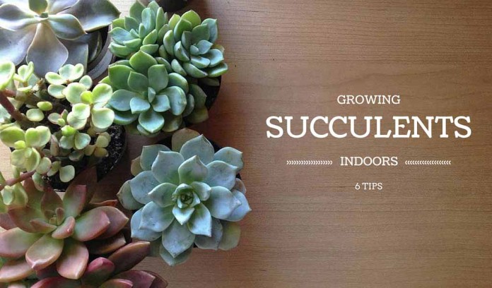 succulents with 