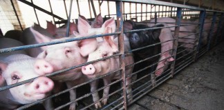 hog barn