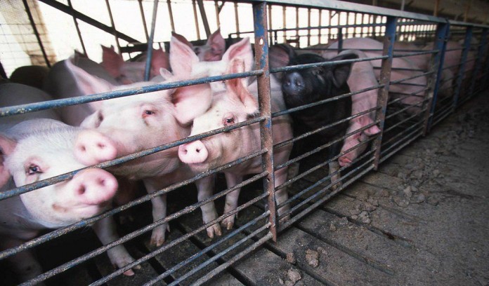 hogs.nrcs hog barn