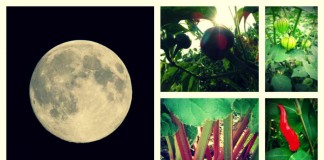 moon garden collage