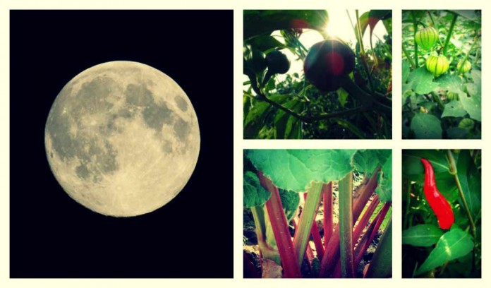 moon garden collage moon garden collage