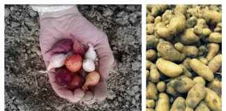onions and potatoes