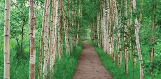 path through trees