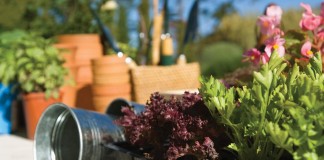 plants in trays