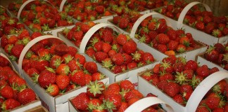 strawberries