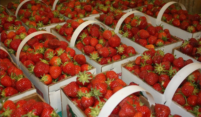 strawberries in pecks strawberries