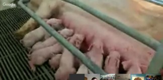 virtual field trip pigs