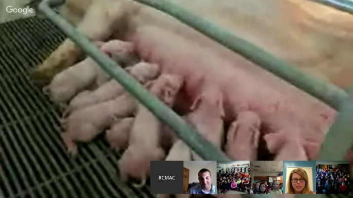 virtual field trip pigs virtual field trip pigs