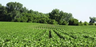 Roundup Ready 2 Yield Soybean field