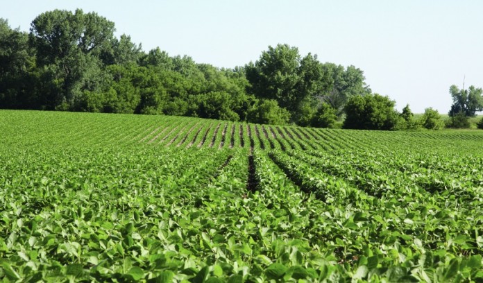 Roundup Ready 2 Yield Soybean field Roundup Ready 2 Yield Soybean field