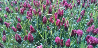Crimson clover & annual ryegrass cover crop allen dean farms