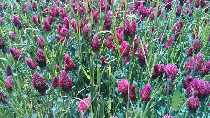 Crimson clover & annual ryegrass cover crop allen dean farms Crimson clover & annual ryegrass cover crop allen dean farms