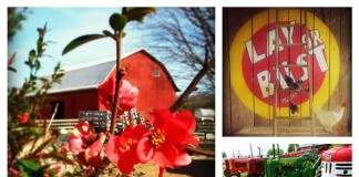Dickie Bird Farm collage