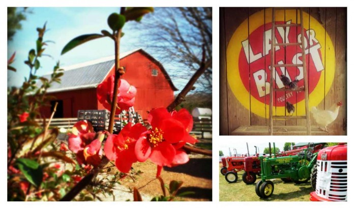 Dickie Bird Farm collage Dickie Bird Farm collage