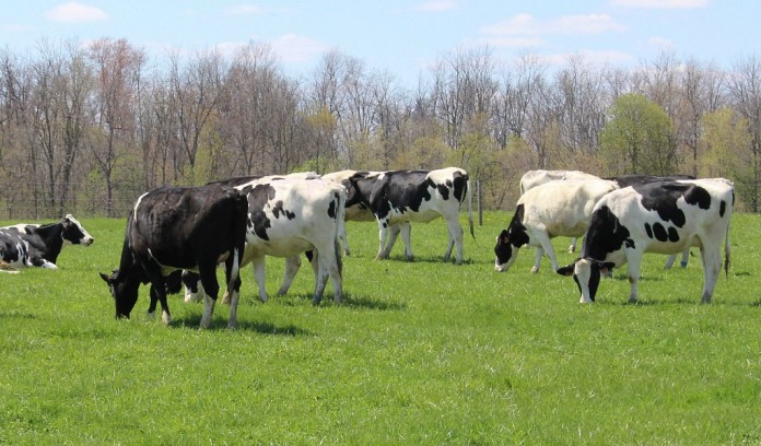Holsteins grazing Holstein dairy cattle grazing