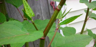 Japanese knotweed