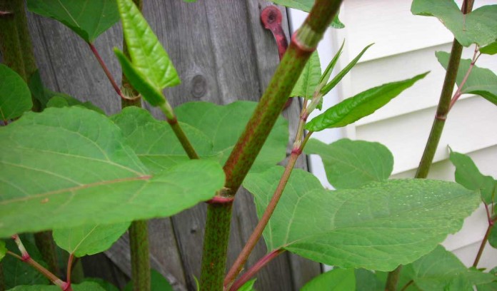 Japanese knotweed Japanese knotweed