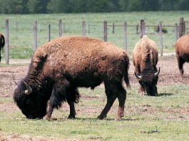 bison
