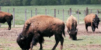 bison