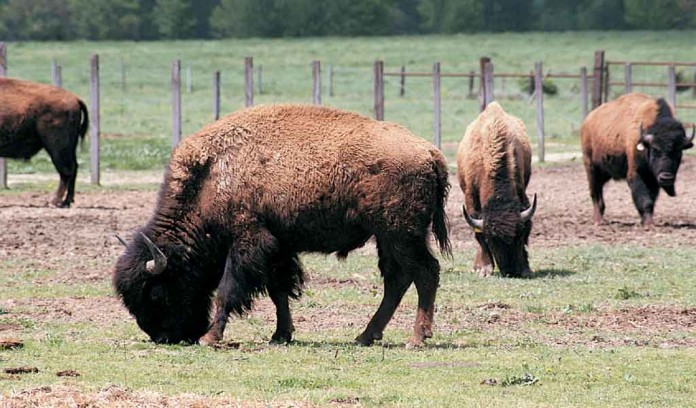 bison bison