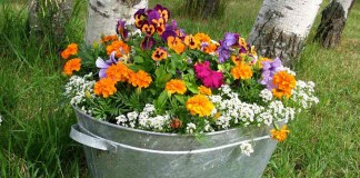 galvanized steel tub of flowers