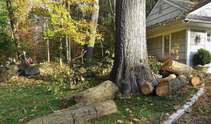 cut down tree by house cut down tree by house