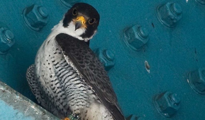 peregrine falcon on bridge peregrine falcon on bridge