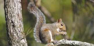 squirrel