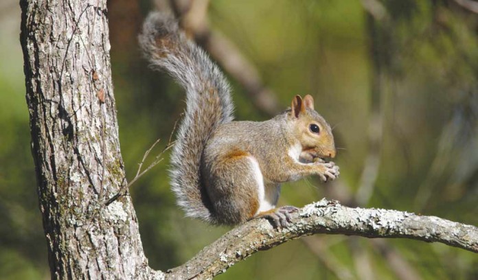 squirrel squirrel