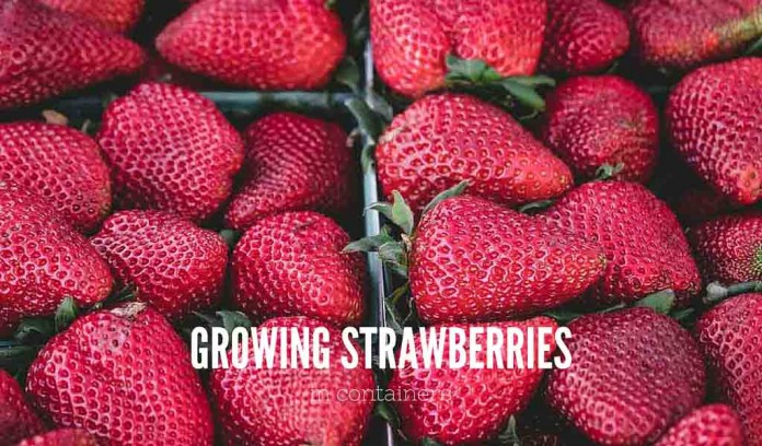 strawberries in cartons strawberries in cartons