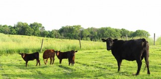 triplet beef calves