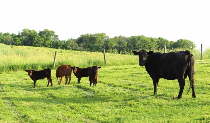 triplet beef calves triplet beef calves